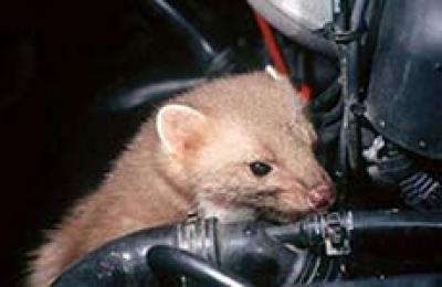 Warum geht der Marder in den Motorraum?